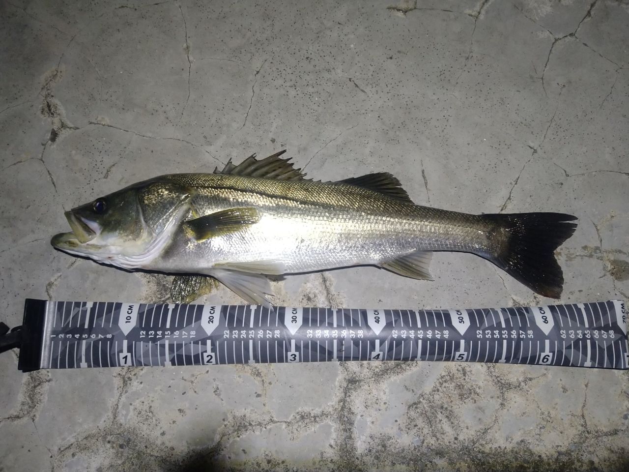 GCRAFT セブンセンスTR モンスターストリーム MSB-892-TRの最安値