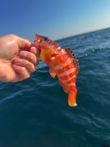 アカハタの釣果