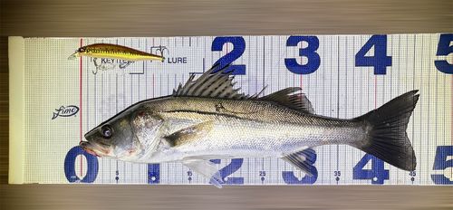 シーバスの釣果