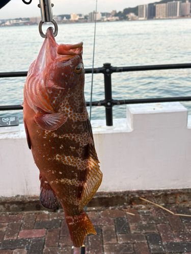 キジハタの釣果