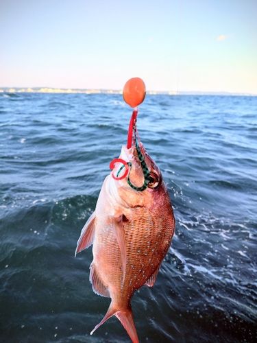マハタの釣果