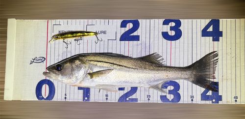 シーバスの釣果