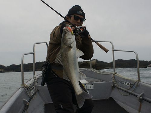 スズキの釣果