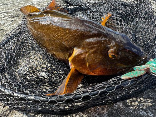 アイナメの釣果