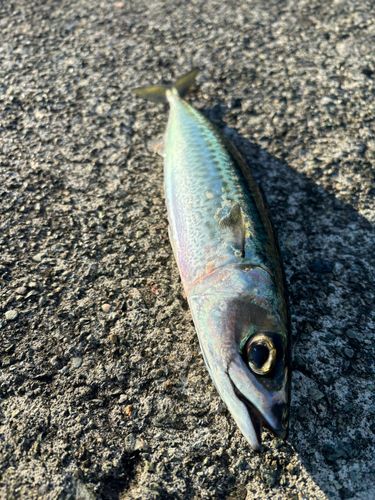 ゴマサバの釣果