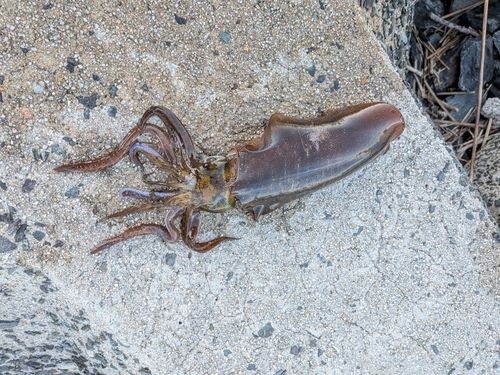 アオリイカの釣果