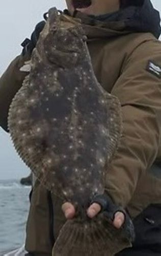 ヒラメの釣果