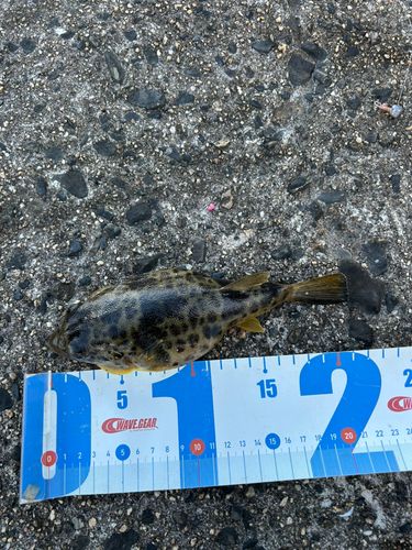 ショウサイフグの釣果