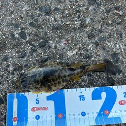 ショウサイフグ