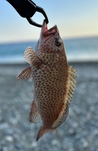 オオモンハタの釣果