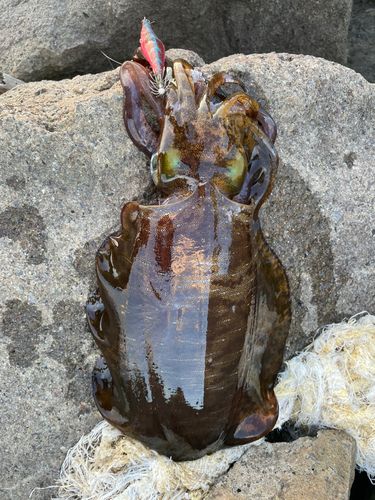 アオリイカの釣果