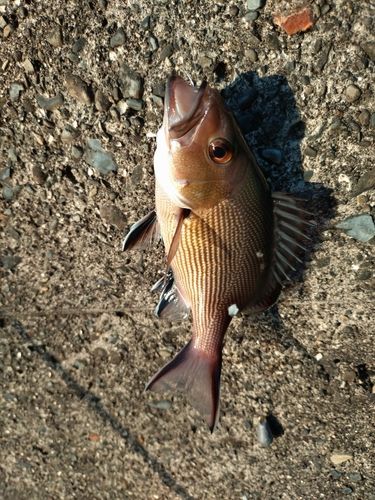 バラフエダイの釣果