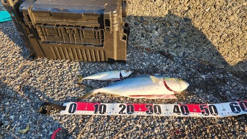 周防大島（屋代島）