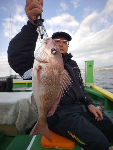 マダイの釣果