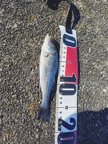 セイゴ（マルスズキ）の釣果