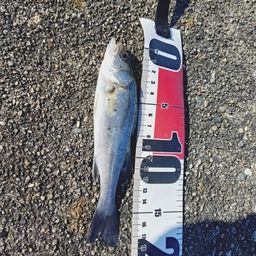 セイゴ（マルスズキ）