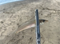 シロギスの釣果