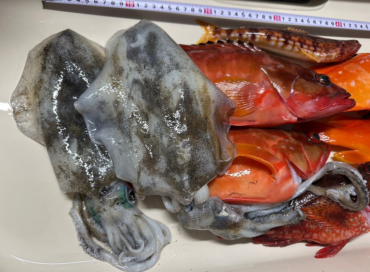 魚310魚さんの釣果 1枚目の画像