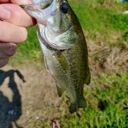 ラージマウスバス