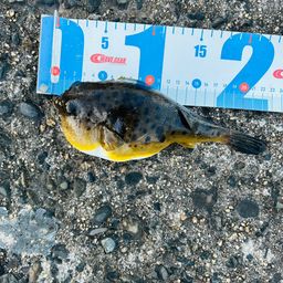 ショウサイフグ