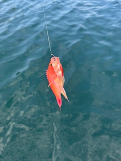 アカオビハナダイの釣果