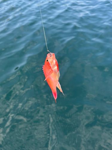 アカオビハナダイの釣果