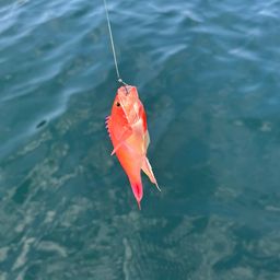 アカオビハナダイ