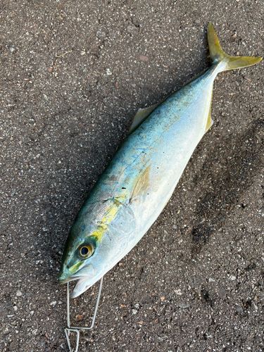 コズクラの釣果