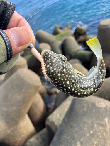 クサフグの釣果
