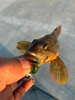 アイザメの釣果