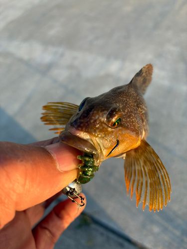 アイザメの釣果