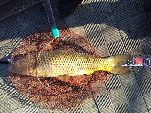 コイの釣果