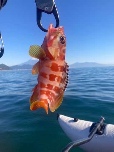 アカハタの釣果