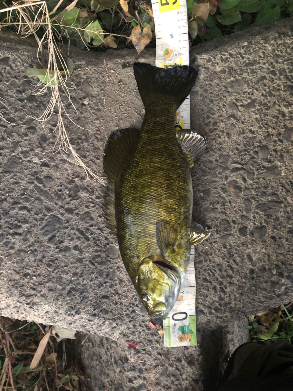 スモールマウスバス