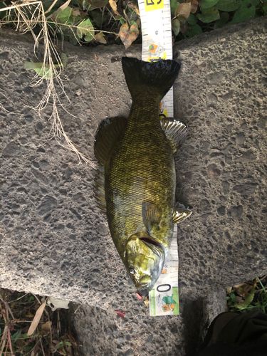 スモールマウスバスの釣果