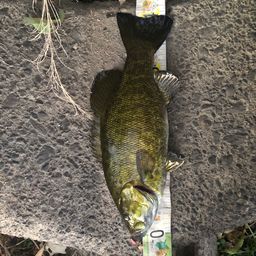 スモールマウスバス