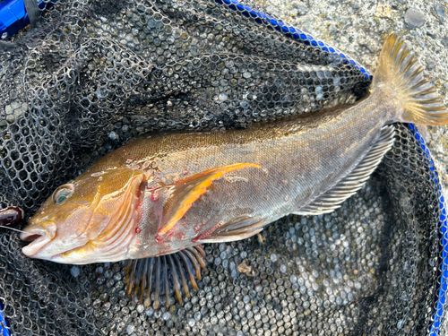 アイナメの釣果