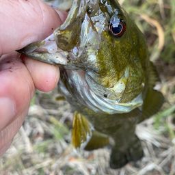 スモールマウスバス