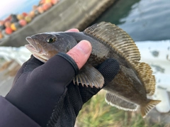 アイナメの釣果