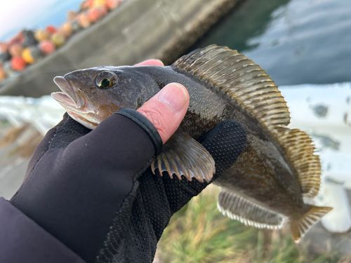 アイナメの釣果
