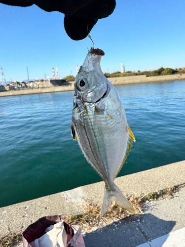 ヒイラギの釣果