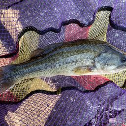 ラージマウスバス