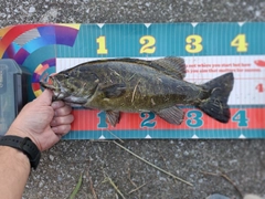 スモールマウスバスの釣果