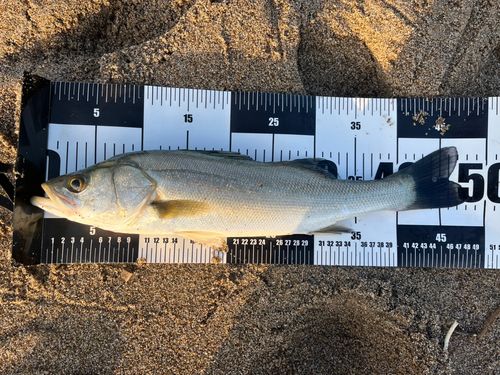 フッコ（マルスズキ）の釣果