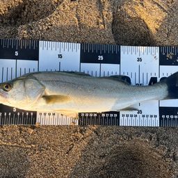 フッコ（マルスズキ）