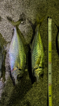 アジの釣果