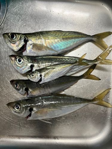 マアジの釣果