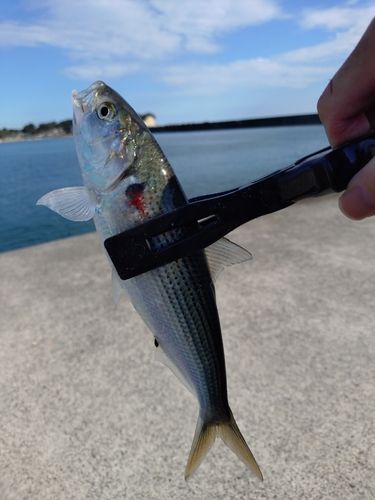 コノシロの釣果