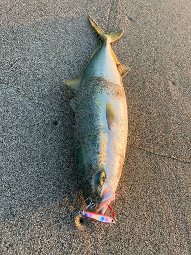 イナダの釣果