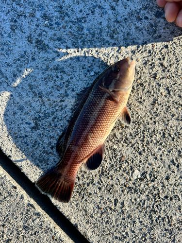 コブダイの釣果